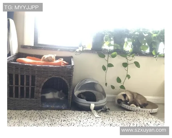 猫咪与足球的完美结合盘点那些热爱养猫的足球明星们